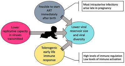 Role of Early Life Cytotoxic T Lymphocyte and Natural Killer Cell Immunity in Paediatric HIV Cure/Remission in the Anti-Retroviral Therapy Era